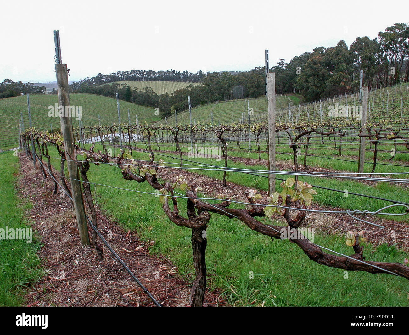 Adelaide Hills, vineyards, South Australia Stock Photo Alamy