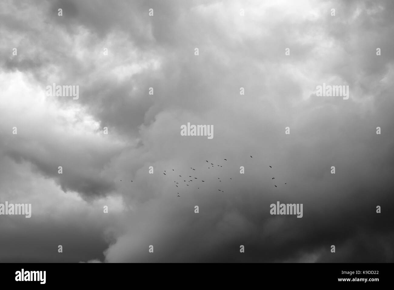 A flock of rooks or crows seen against a stormy and cloudy evening sky, moody monochrome image (Herefordshire, UK) Stock Photo
