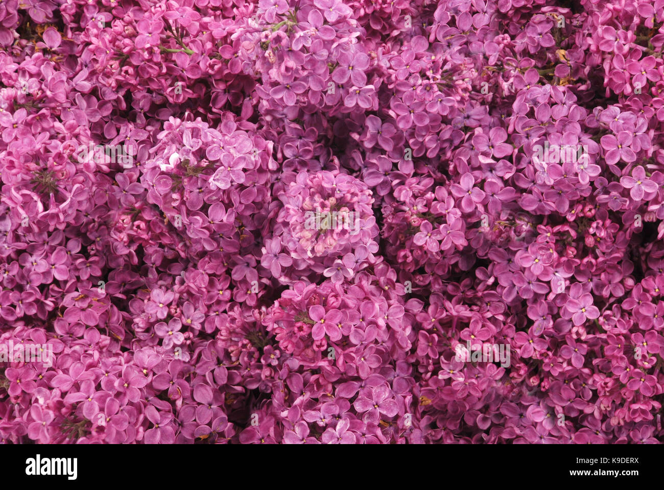 Purple lilac flowers isolated on background Stock Photo - Alamy