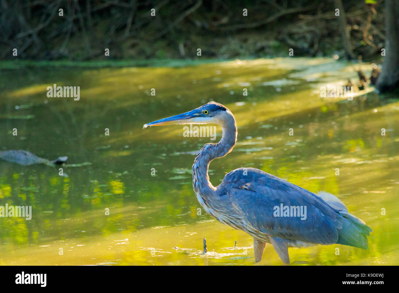 Great Blue Heron Wading in the waters of Bald Knob Wildlife Refuge located in Bald Knob, Arkansas Stock Photo