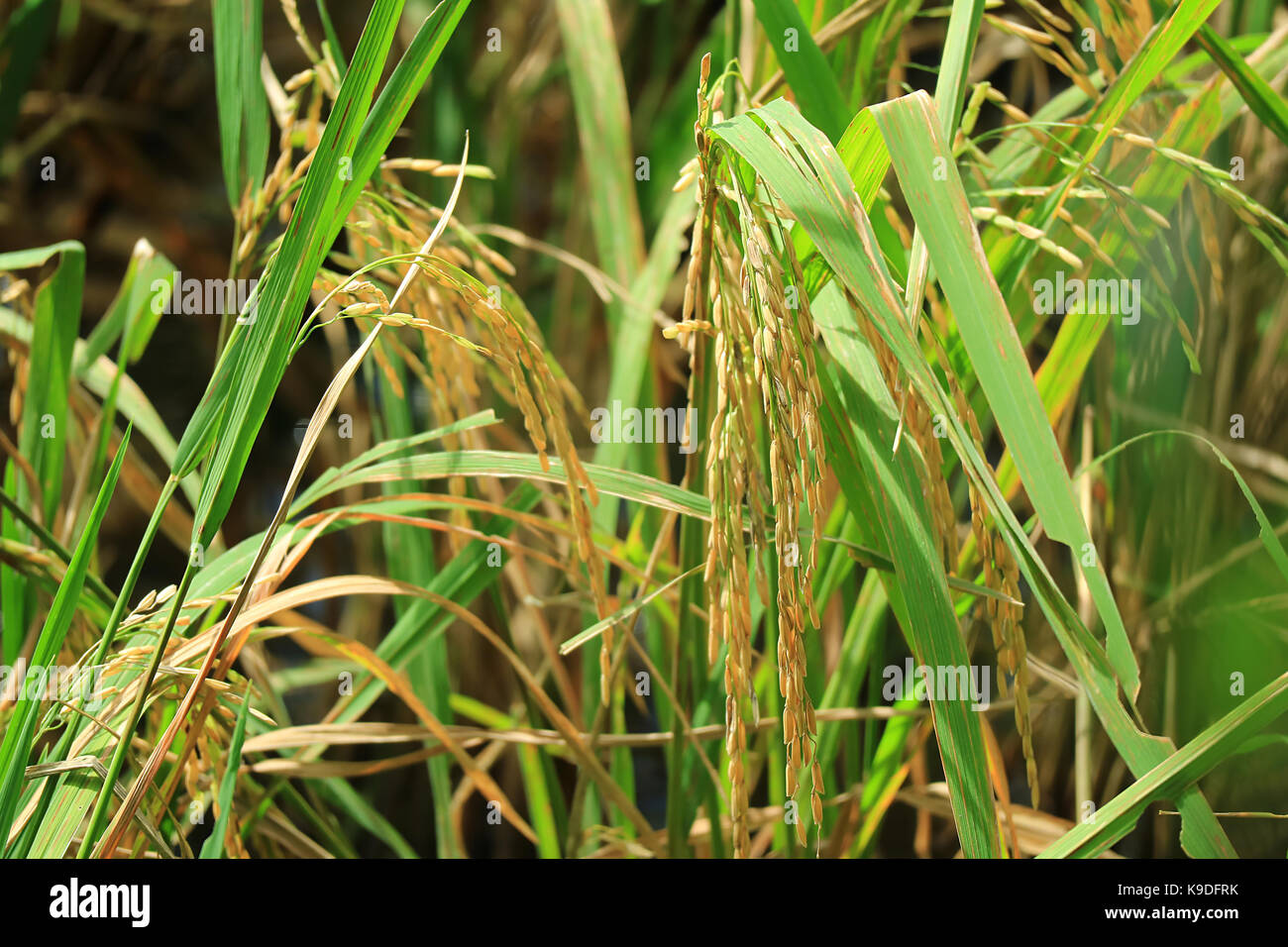 Closed up Golden Ripe Rice Grains in the Paddy Field of Thailand Stock Photo