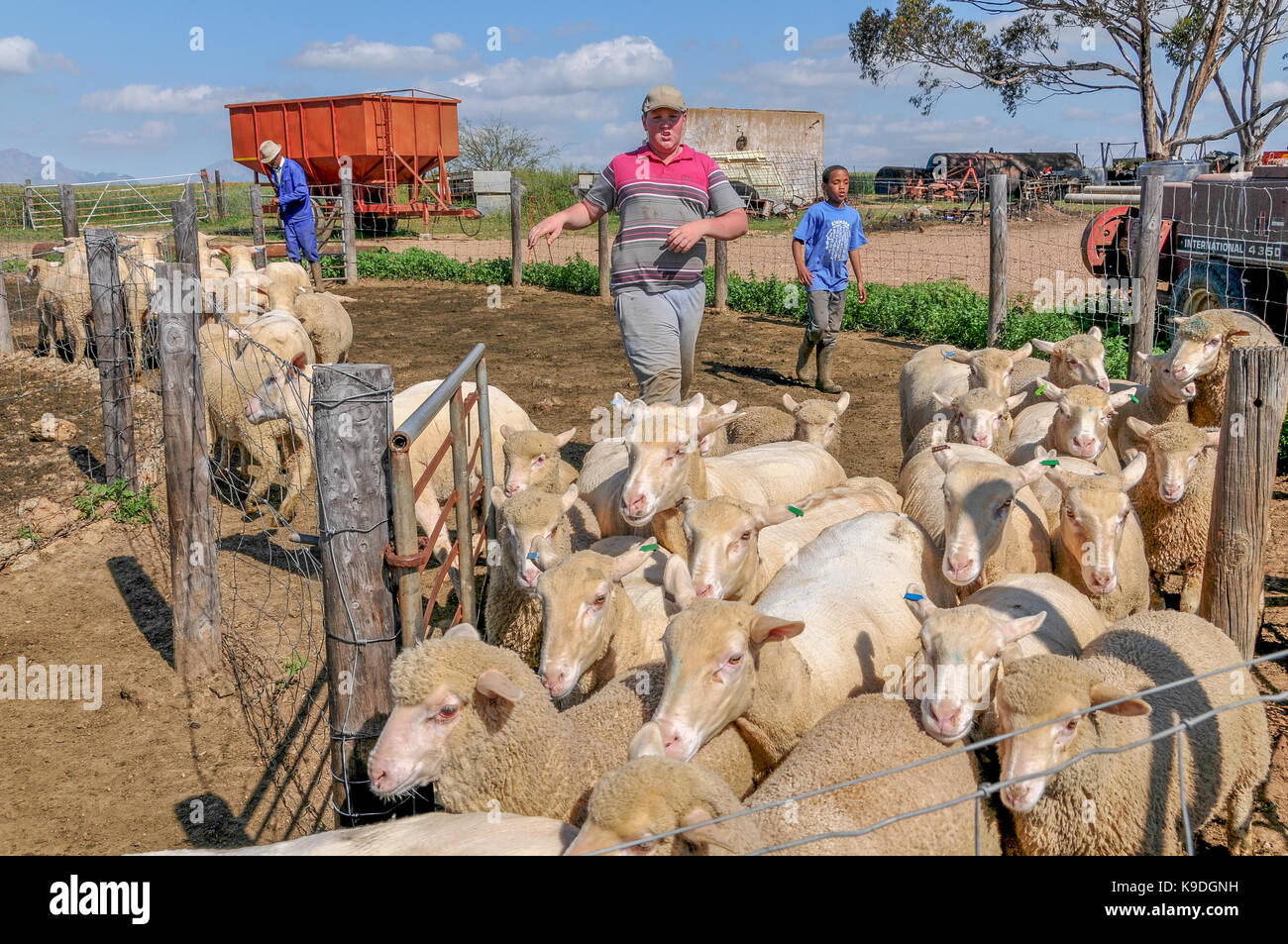 sheep at Riebeek Wes, Swartland, South Africa Stock Photo