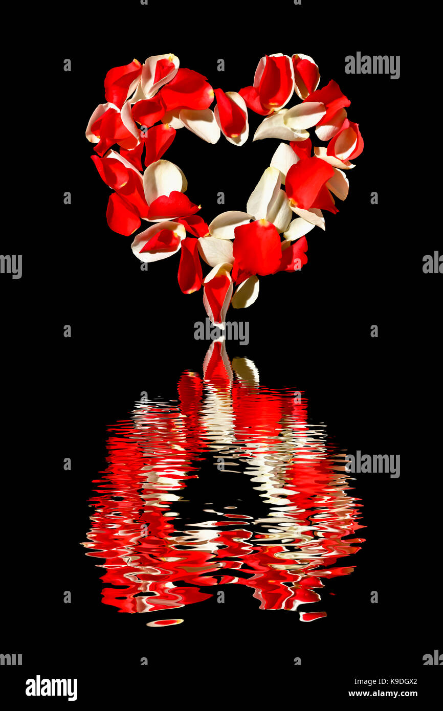 Heart of rose petals on black background with reflection in the water ...