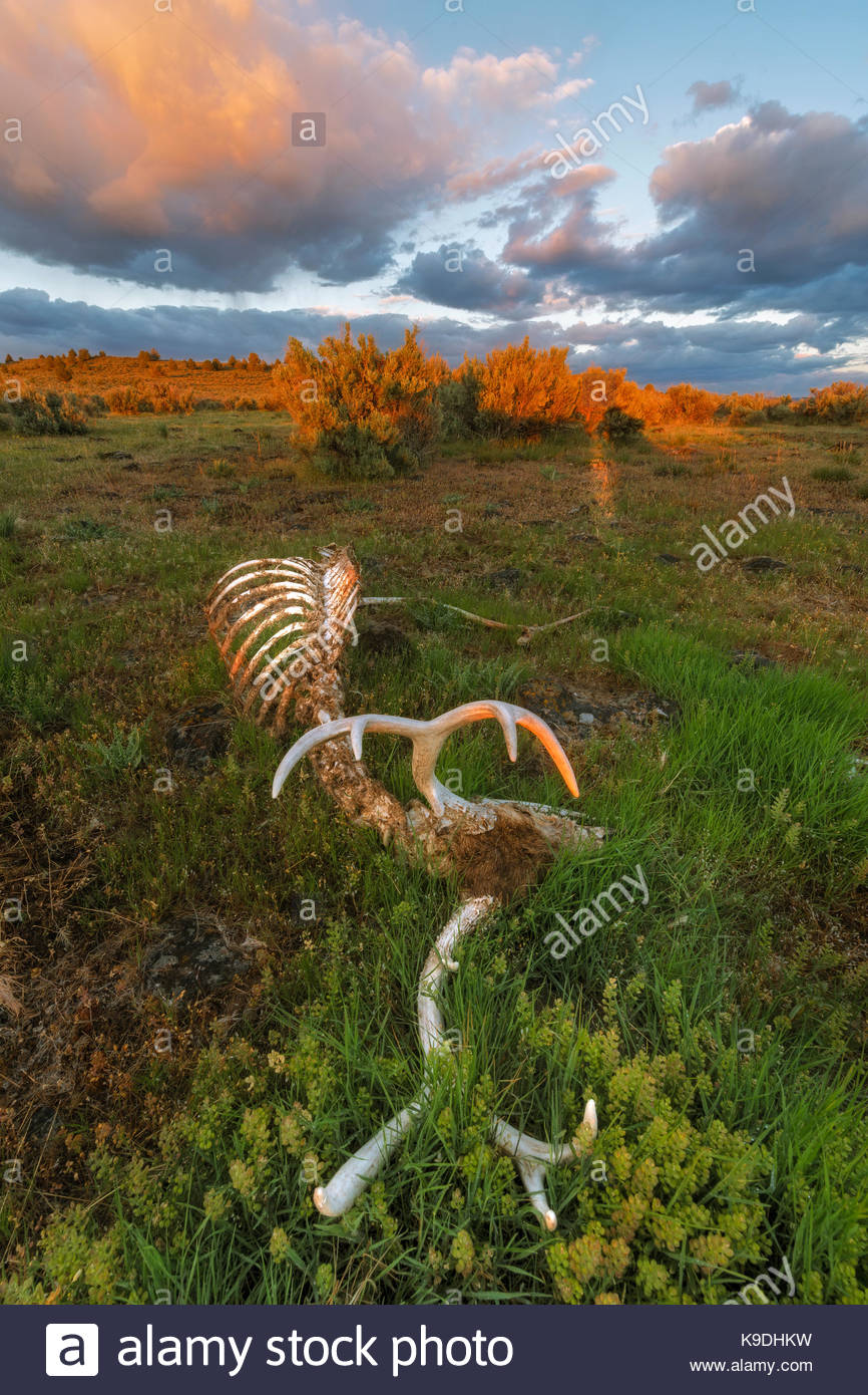 Modoc County High Resolution Stock Photography and Images Alamy