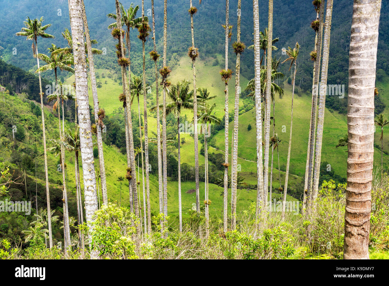 View through wax palm trees in Cocora Valley near Salento, Colombia Stock Photo