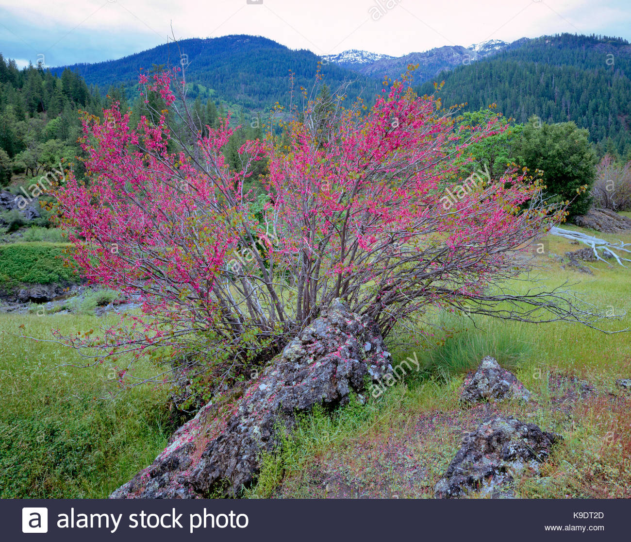 Mendocino National Forest High Resolution Stock Photography and Images ...