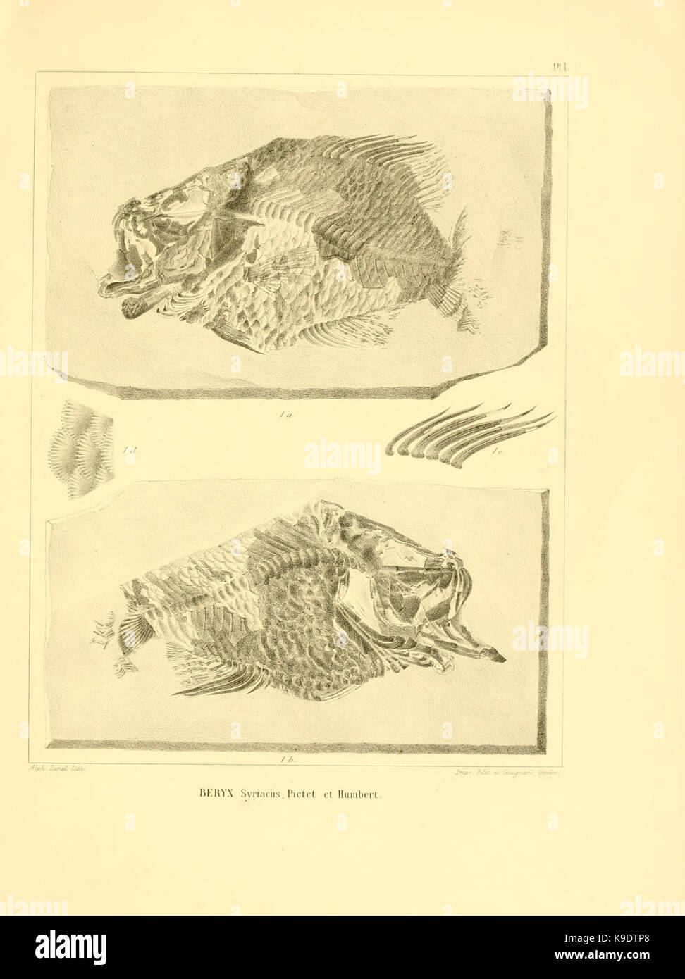 Nouvelles recherches sur les poissons fossiles du Mont Liban (Pl. I) BHL8532176 Stock Photo
