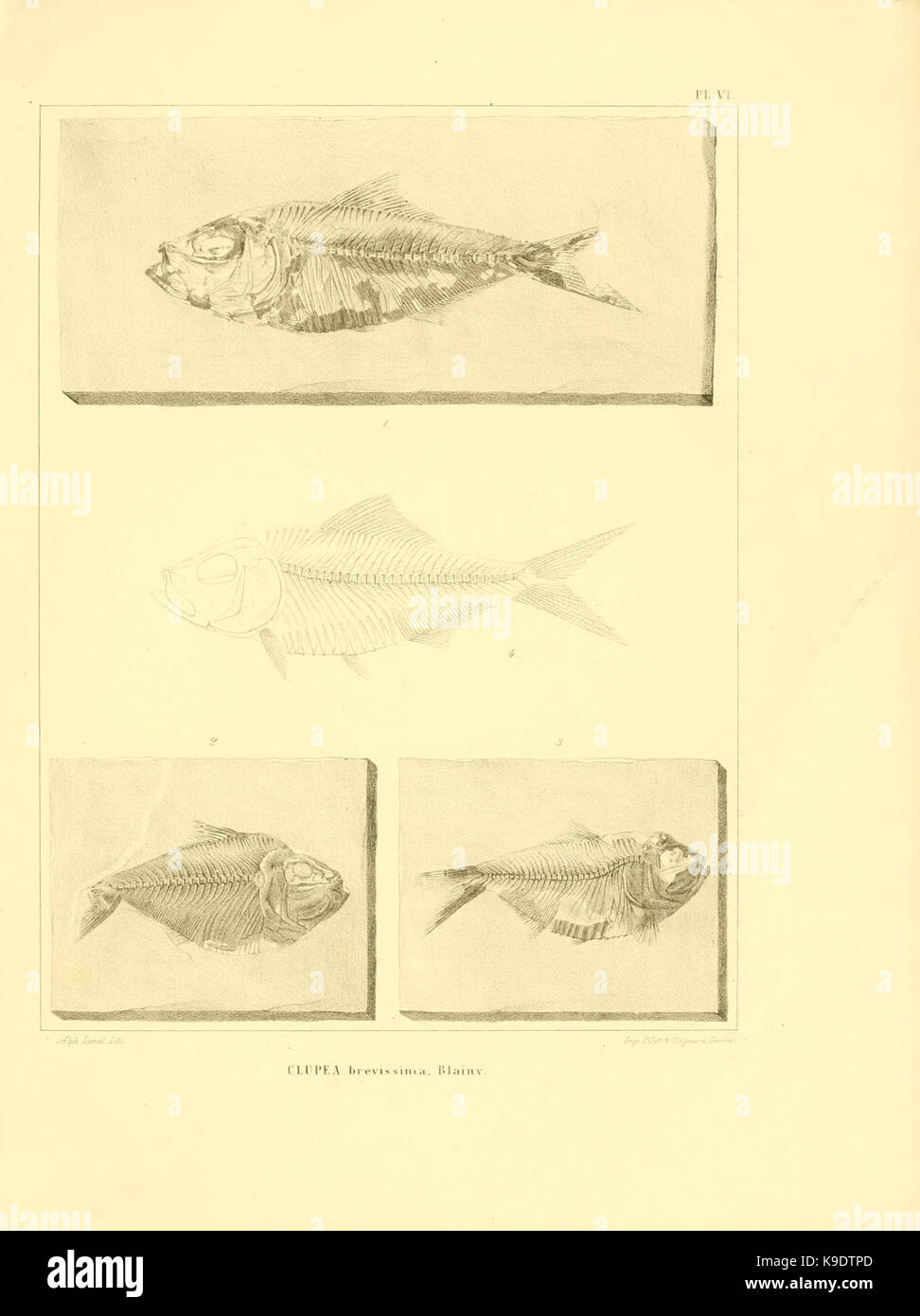 Nouvelles recherches sur les poissons fossiles du Mont Liban (Pl. VI) BHL8532186 Stock Photo