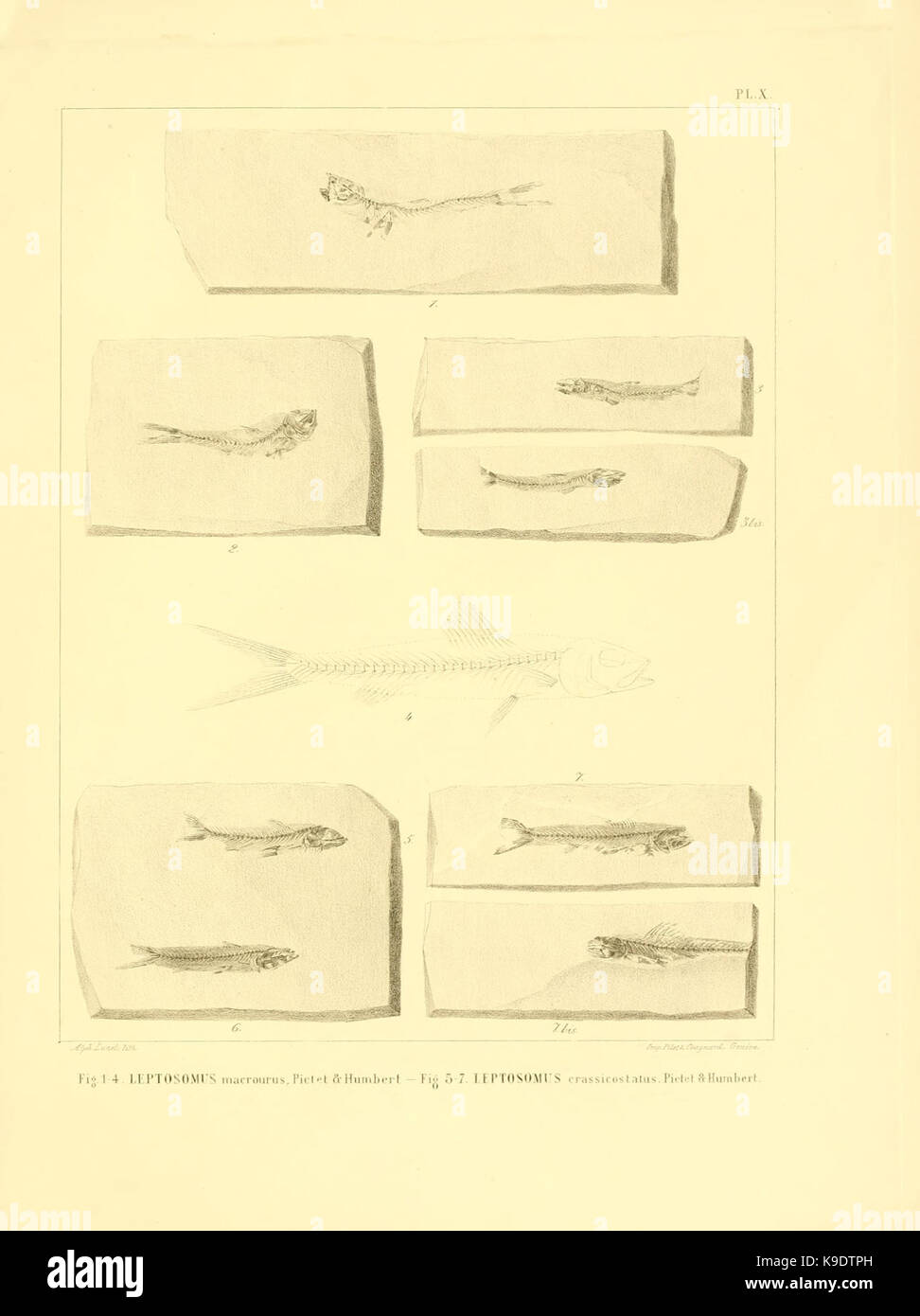 Nouvelles recherches sur les poissons fossiles du Mont Liban (Pl. X) BHL8532194 Stock Photo