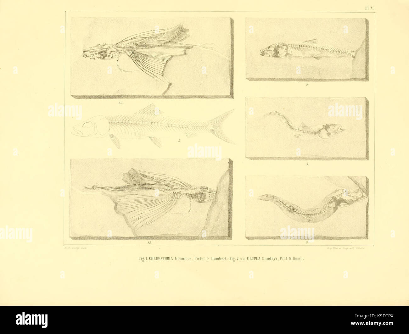 Nouvelles recherches sur les poissons fossiles du Mont Liban (Pl. V) BHL8532184 Stock Photo