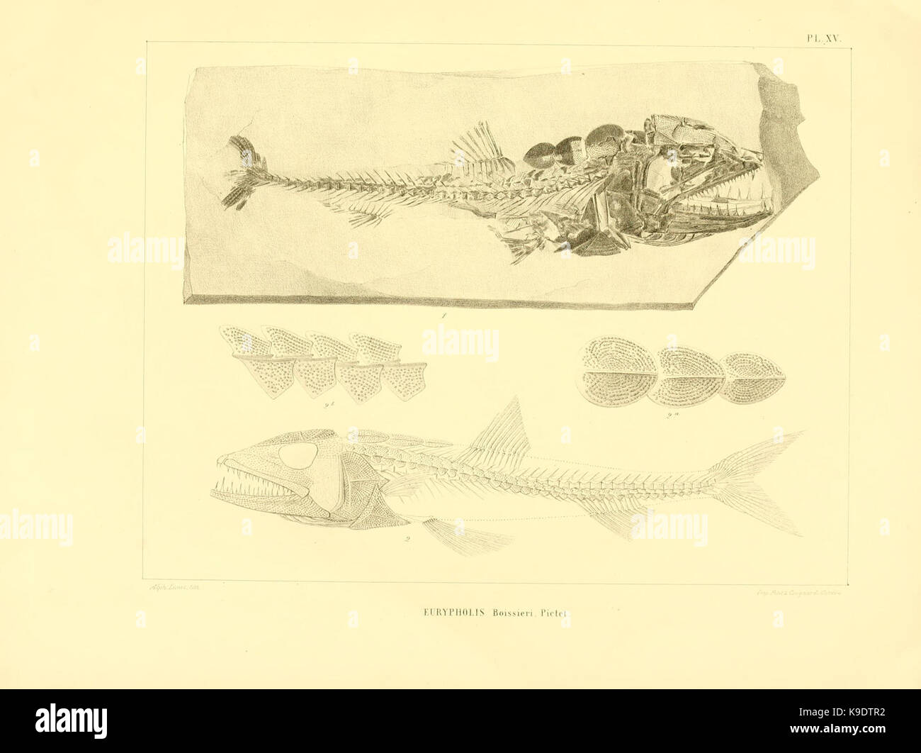 Nouvelles recherches sur les poissons fossiles du Mont Liban (Pl. XV) BHL8532204 Stock Photo