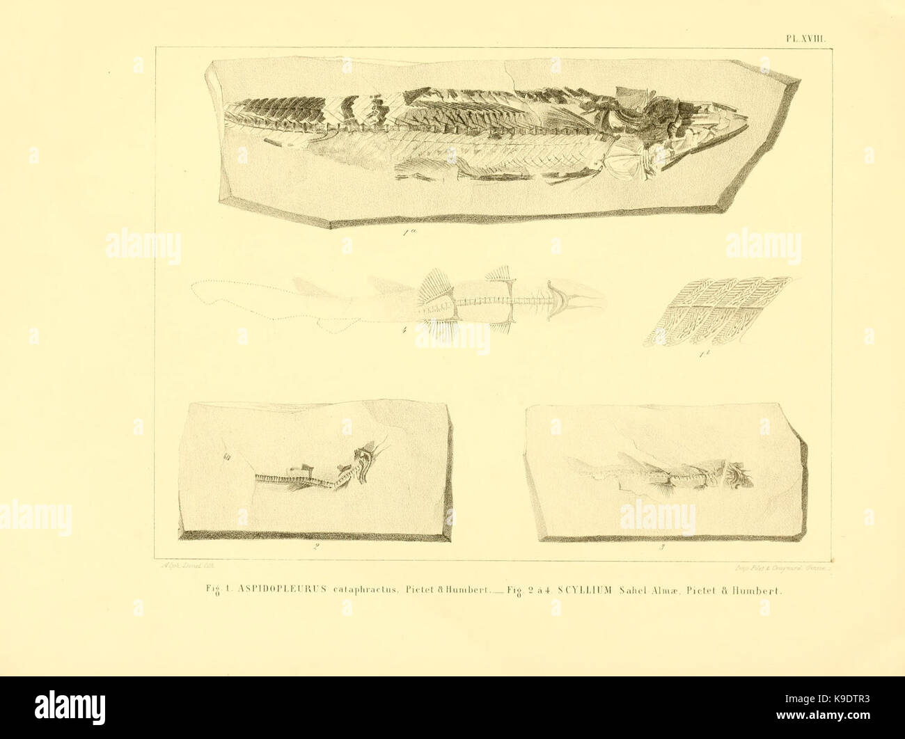 Nouvelles recherches sur les poissons fossiles du Mont Liban (Pl. XVIII) BHL8532210 Stock Photo