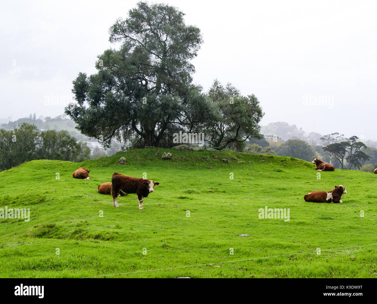 a group of cow grazing grass at field Stock Photo - Alamy
