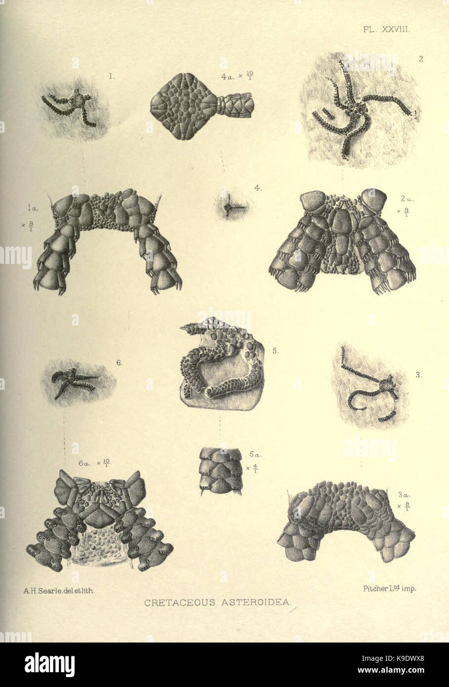 Fossil Depth This monograph provides an in-depth study of British fossil echinoderms ...