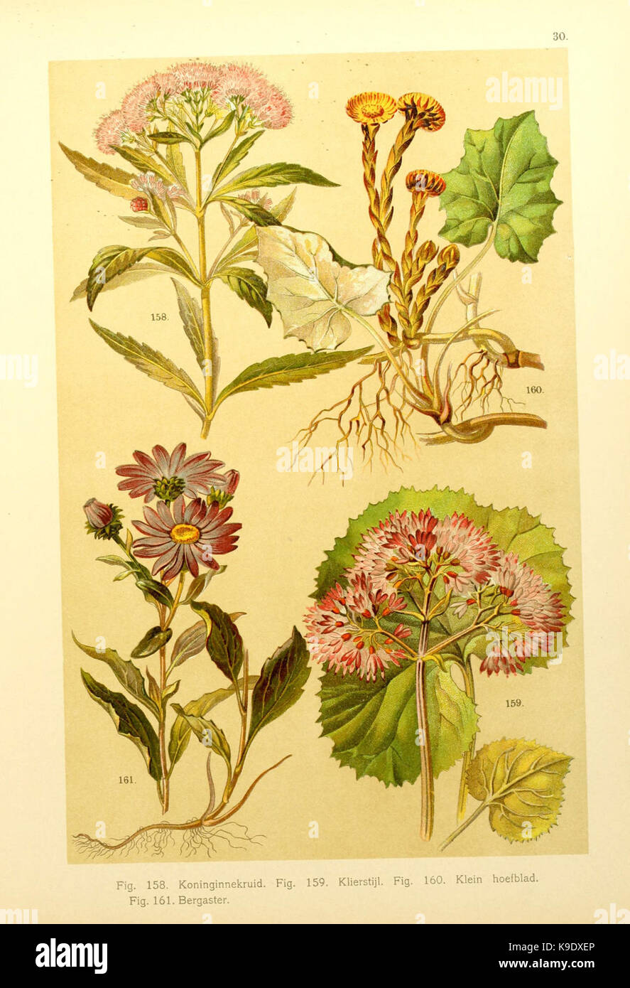 Plant taxonomy educational plate hi-res stock photography and images ...