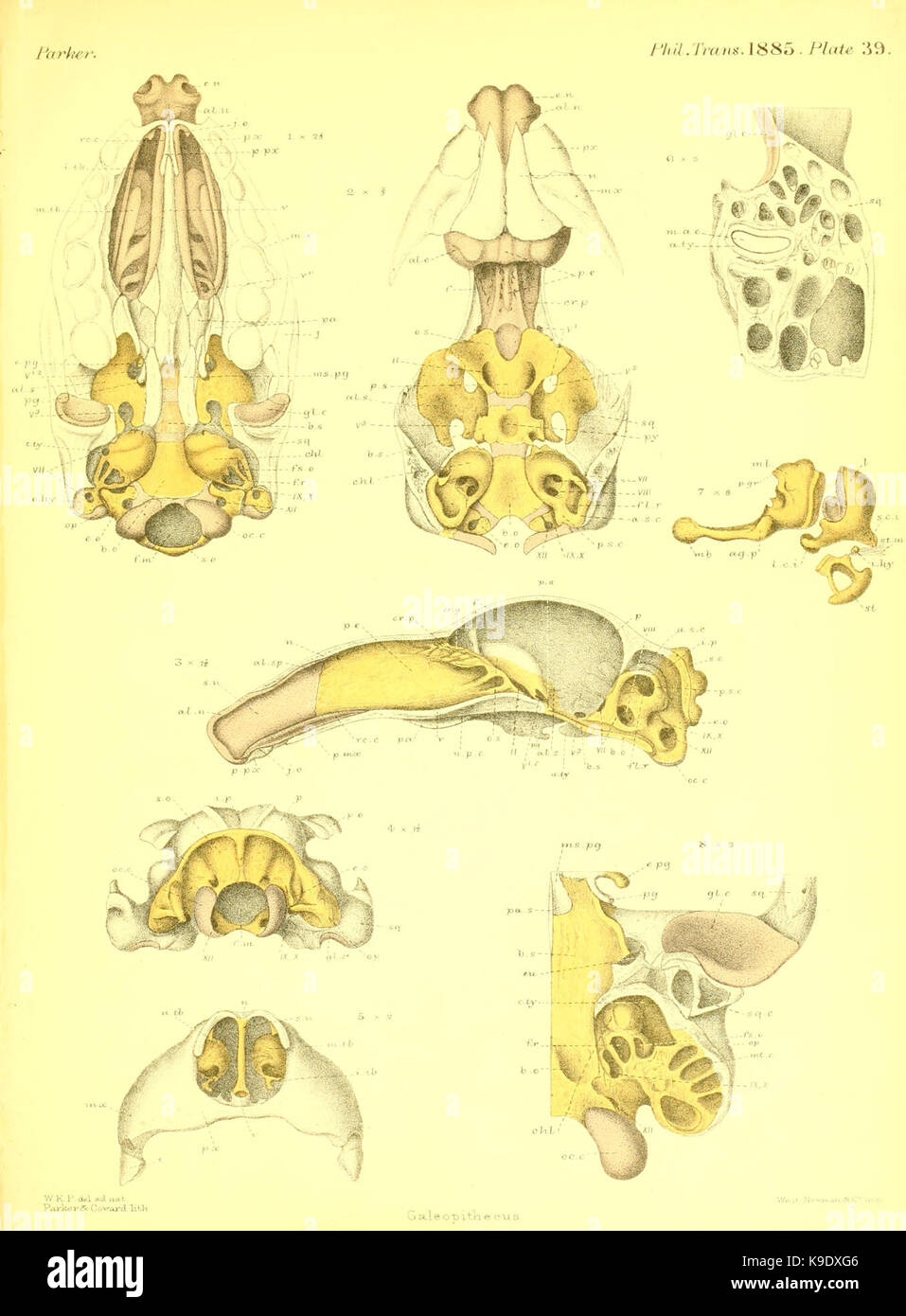 On the structure and development of the skull in the mammalia (Plate 39 ...