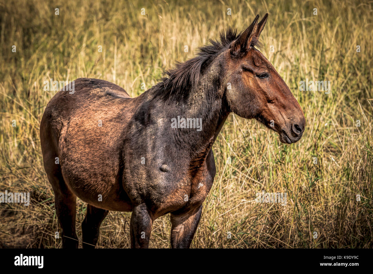 A beautiful brown mule standing in tall grass in Rathdrum, Idaho. Stock Photo