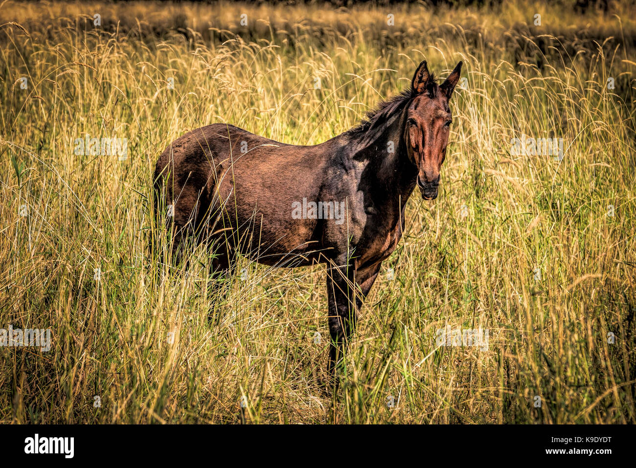 A beautiful brown mule standing in tall grass in Rathdrum, Idaho. Stock Photo
