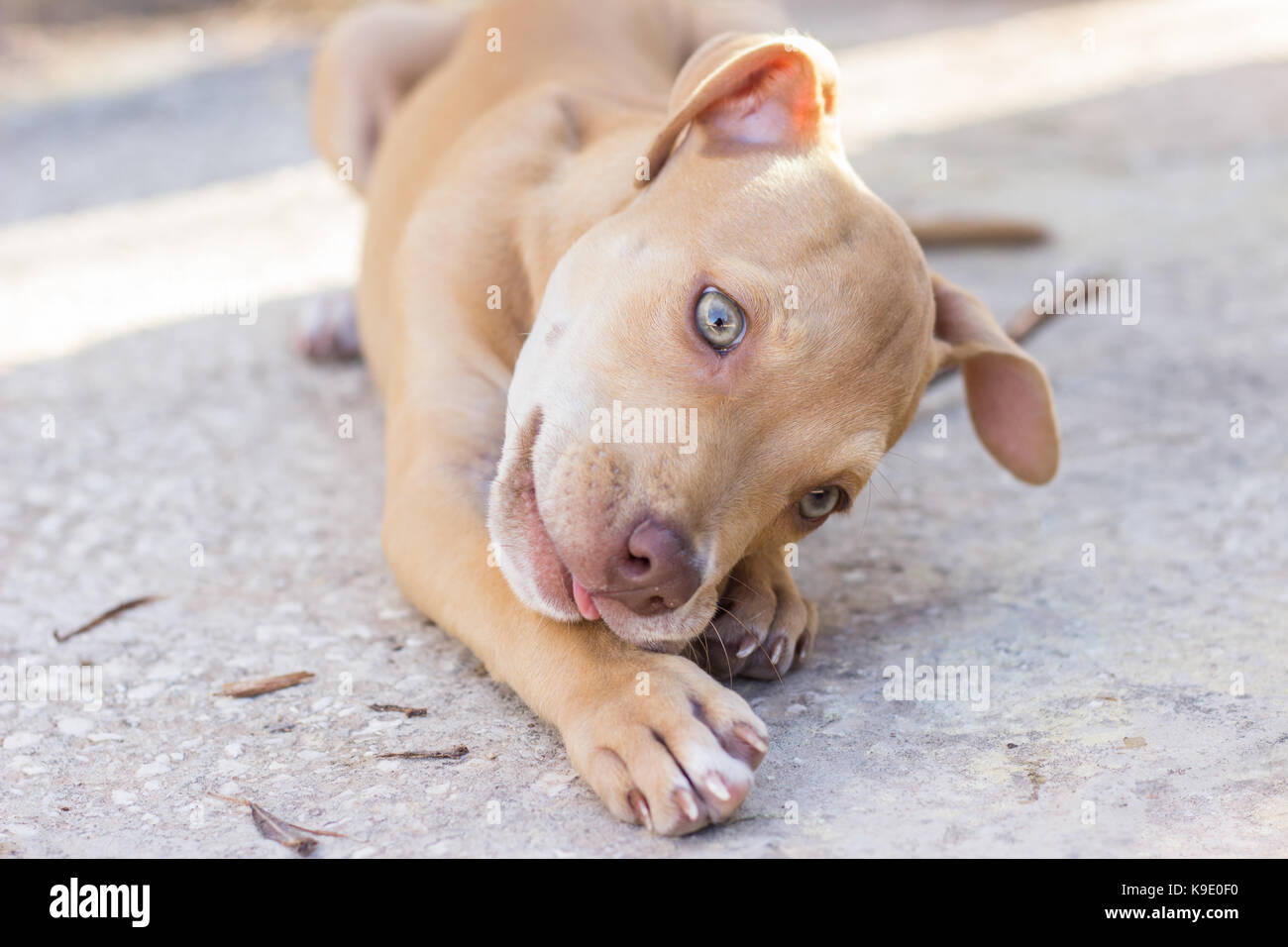 Pit bull puppy outdoors Stock Photo