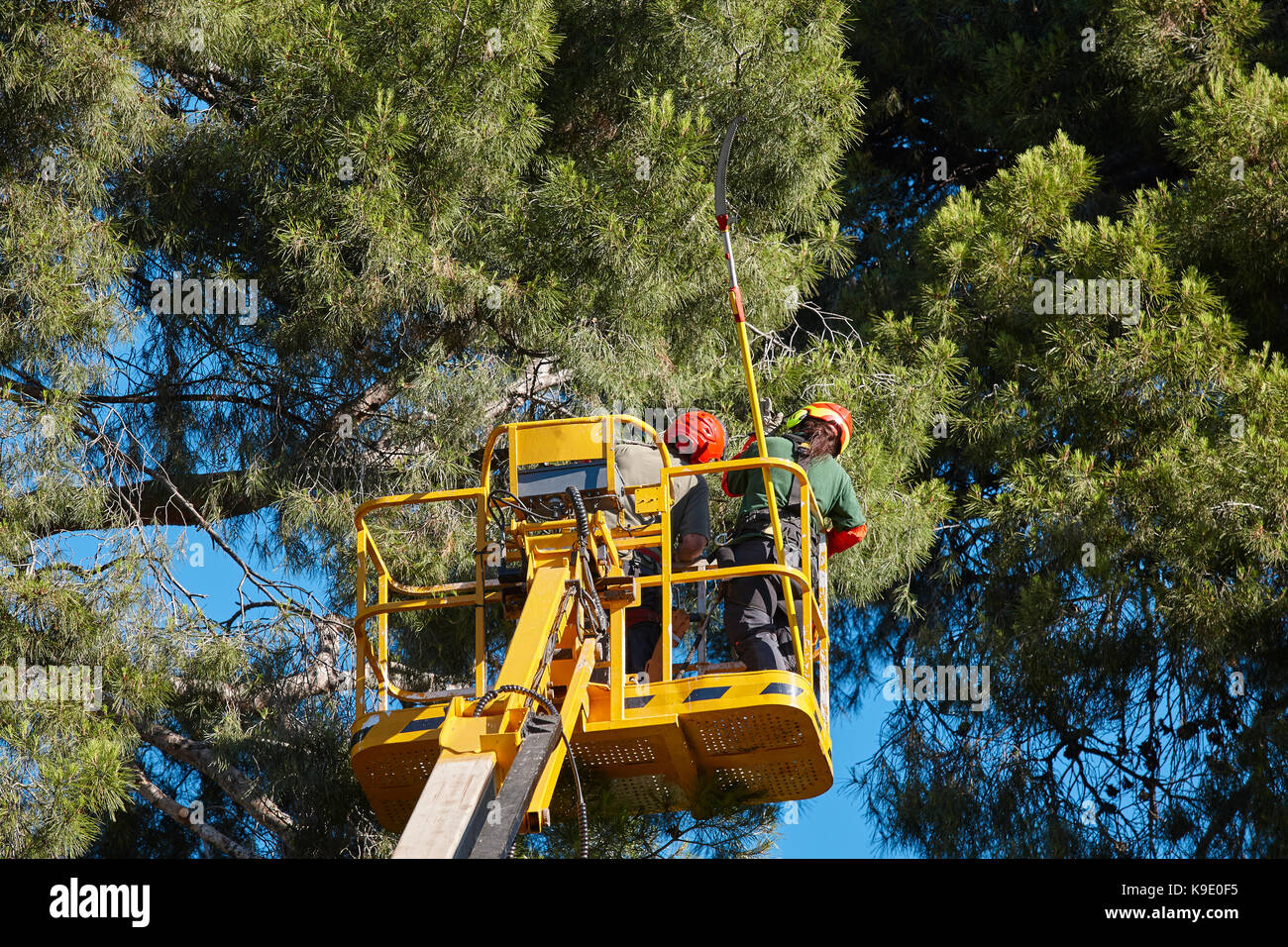 Tree Work Using Crane Tree work, pruning operations. Crane and pine wood forest Stock Photo ...