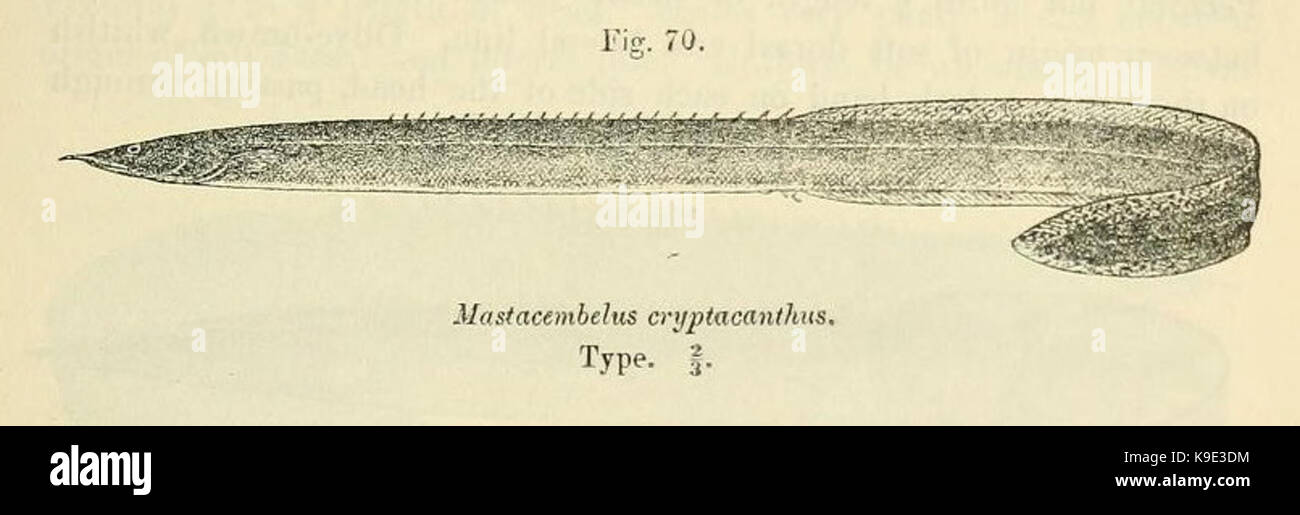 Mastacembelus cryptacanthus2 Stock Photo