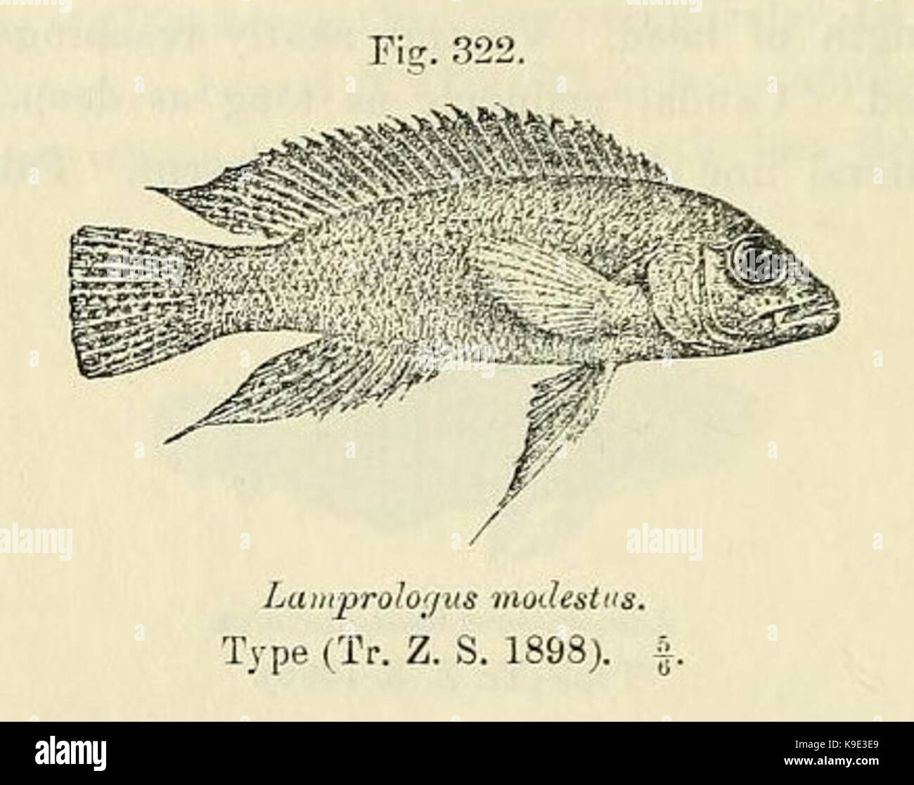 Neolamprologus modestus Stock Photo