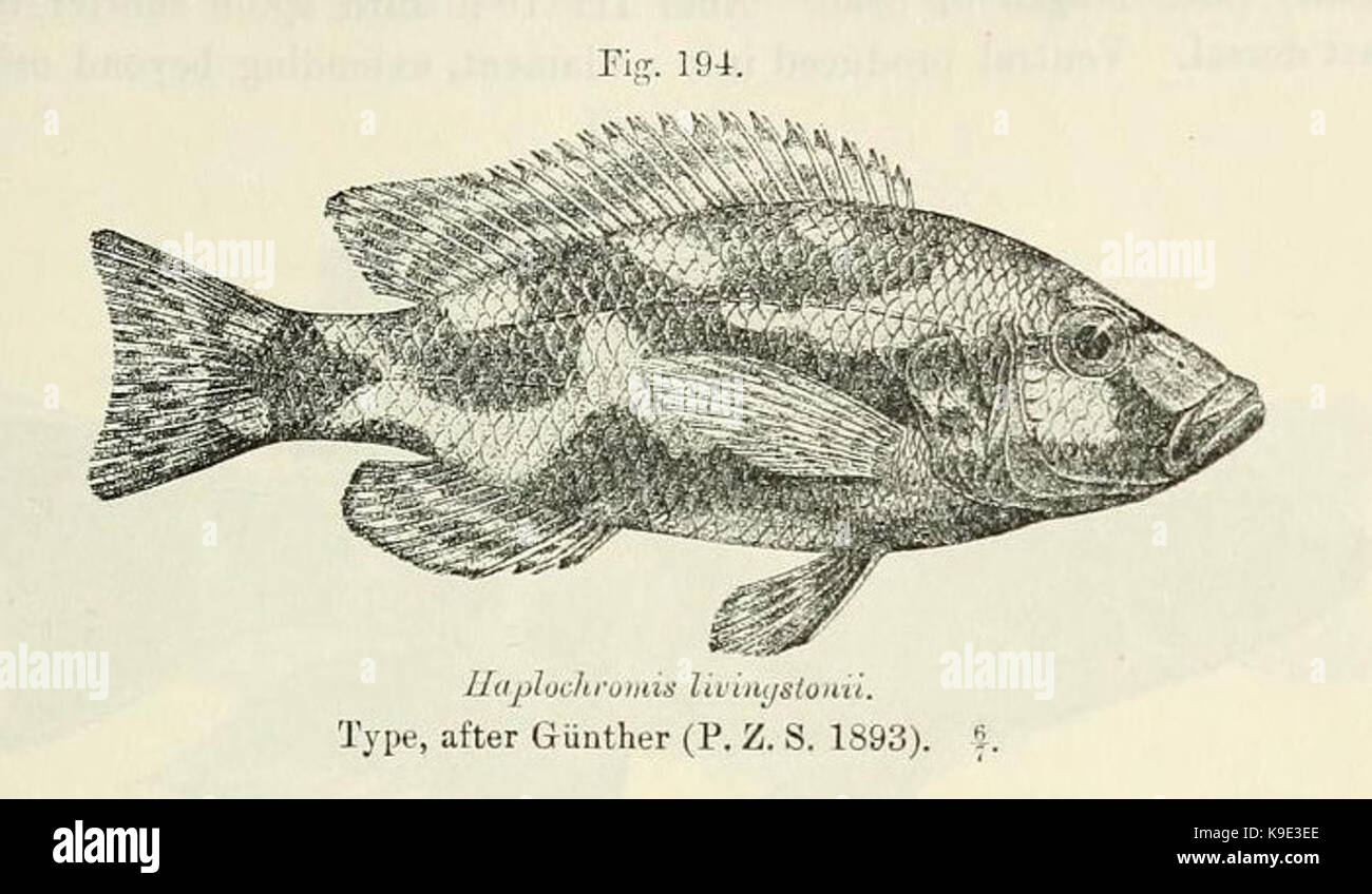 Nimbochromis livingstonii Stock Photo