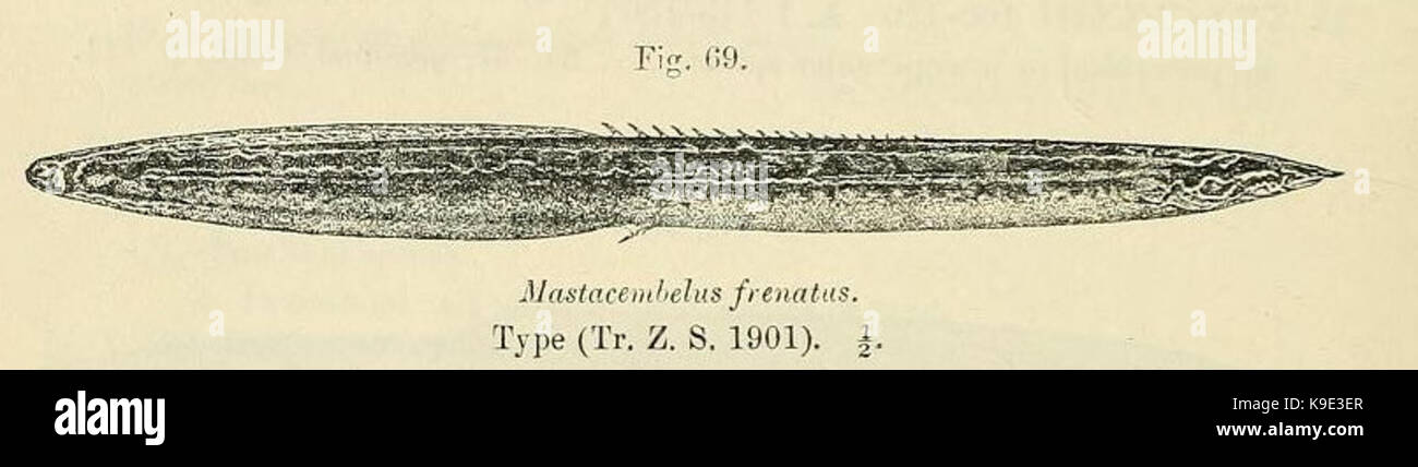 Mastacembelus frenatus5 Stock Photo