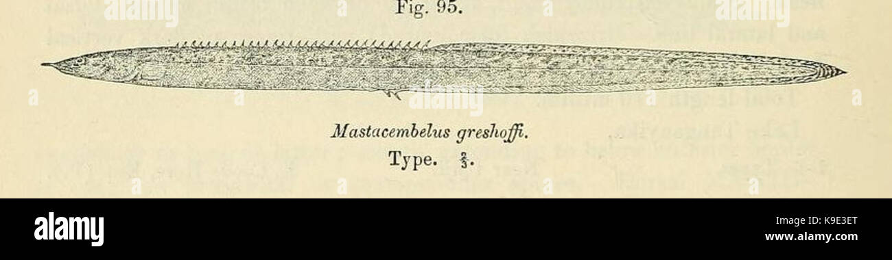 Mastacembelus greshoffi Stock Photo