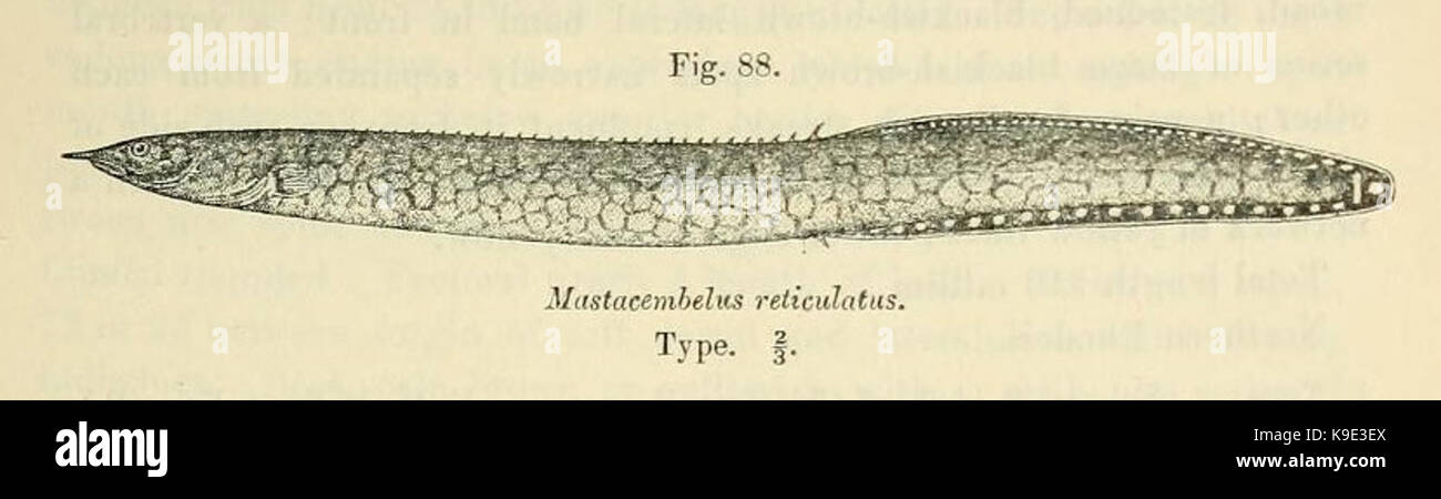 Mastacembelus liberiensis Stock Photo