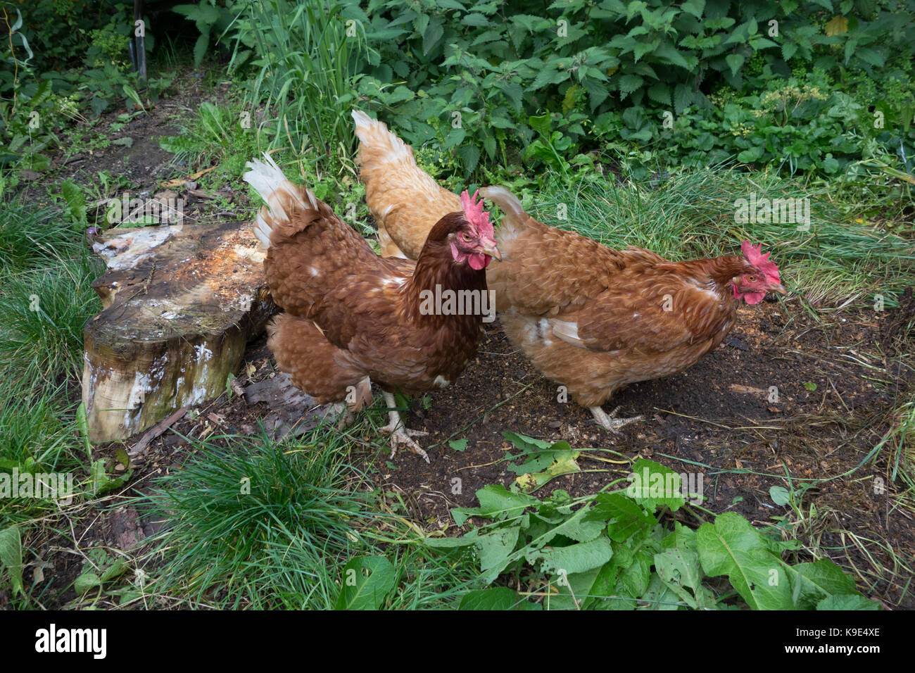 Brown hybrid chicken free range in back garden. UK Stock Photo