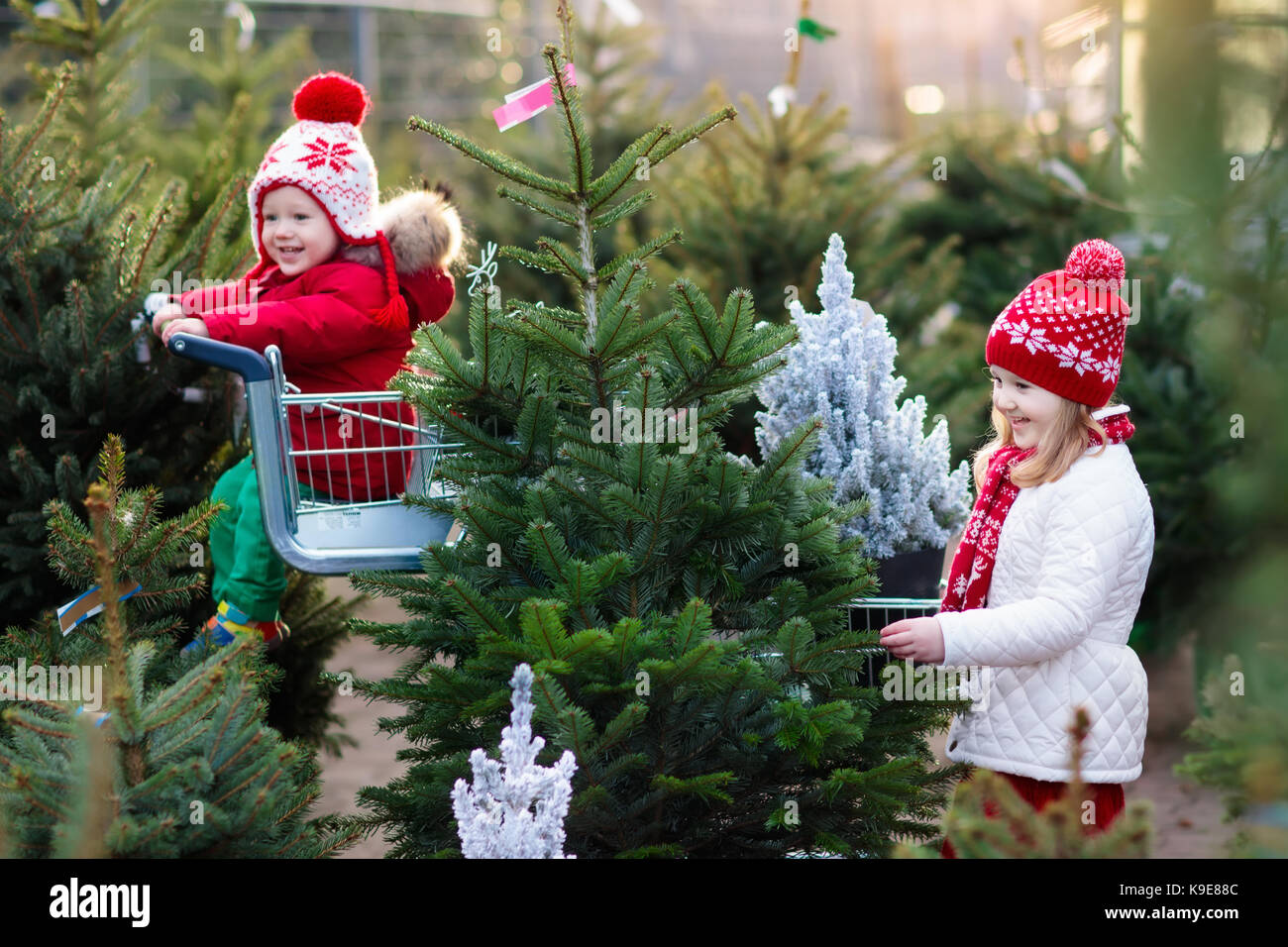 Family selecting Christmas tree. Kids choosing freshly cut Norway Xmas tree at outdoor lot. Children buying gifts at winter fair. Boy and girl shoppin Stock Photo