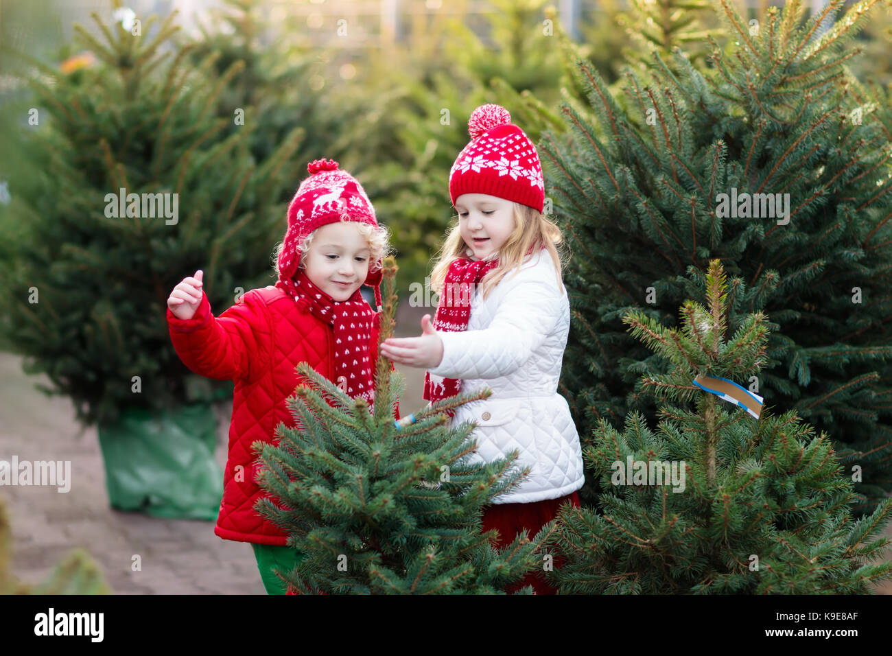 Family selecting Christmas tree. Kids choosing freshly cut Norway Xmas tree at outdoor lot. Children buying gifts at winter fair. Boy and girl shoppin Stock Photo