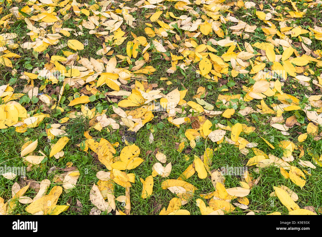 Fallen on still green grass yellow leaves in the beginning of autumn ...