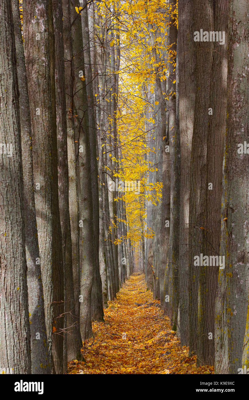Autumn alley strewned with yellow leaves photo Stock Photo - Alamy
