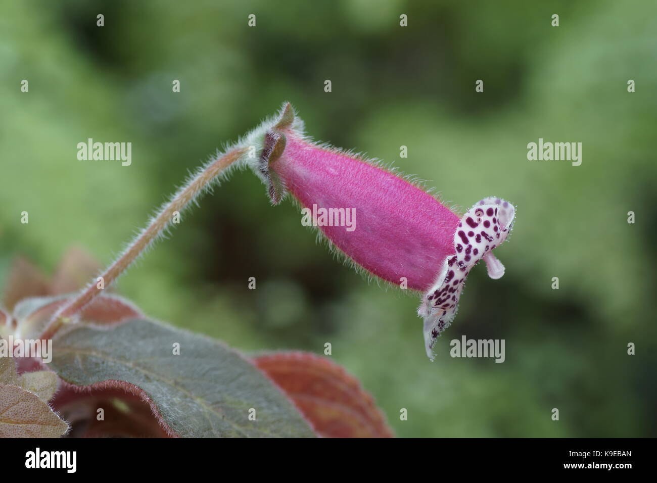 Kohleria 'Blackberry Butterfly' Stock Photo