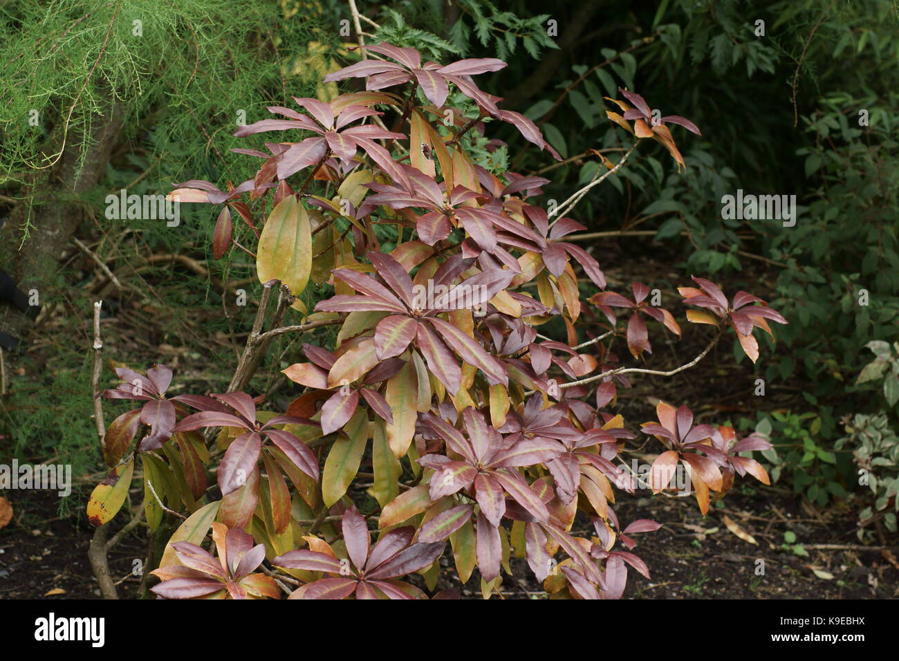 Rhododendron ponticum 'Foliis Purpureis' Stock Photo