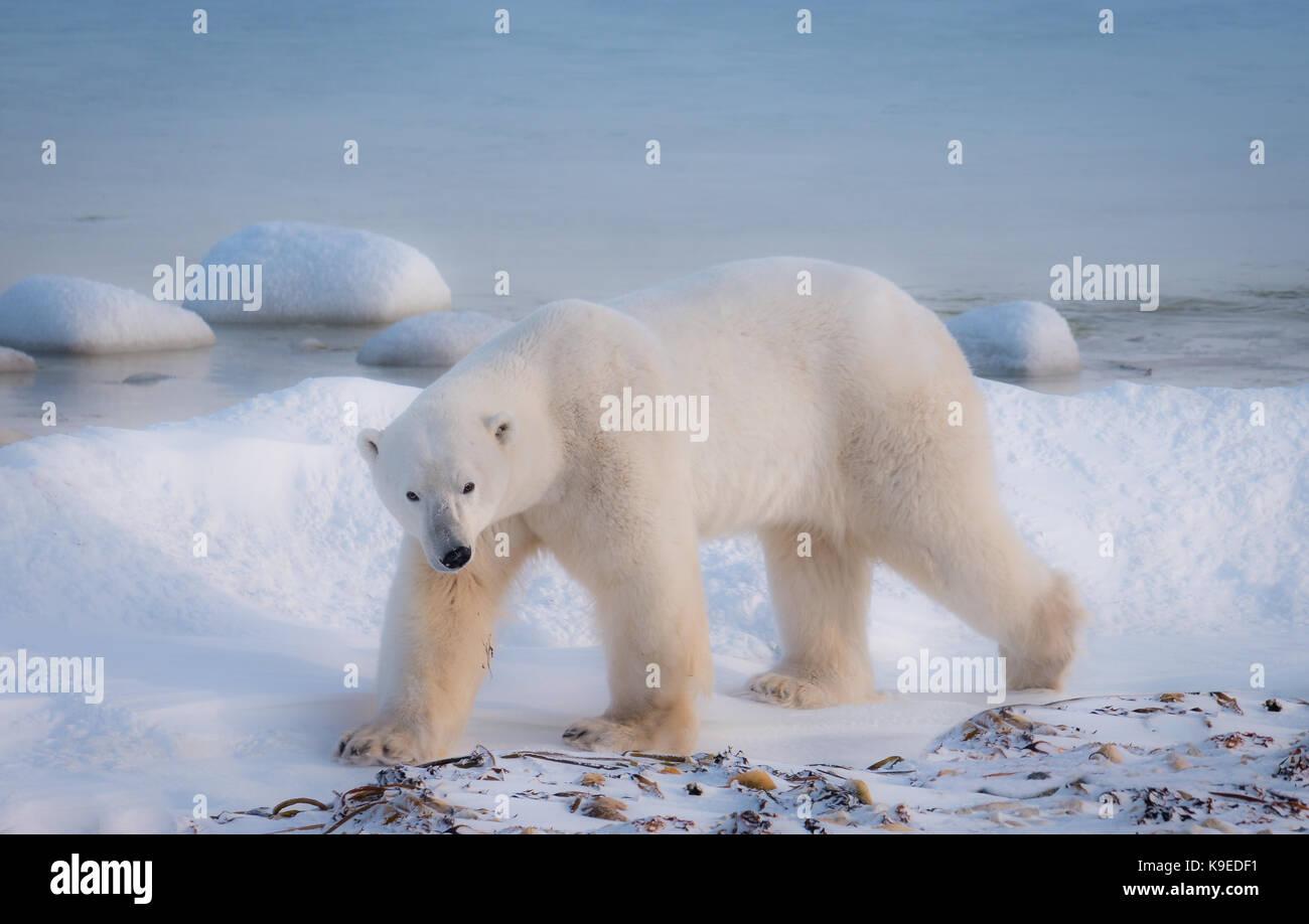 A lone polar bear walking in the snow beside Hudson Bay in northern Canada waiting for the water to freeze. Stock Photo