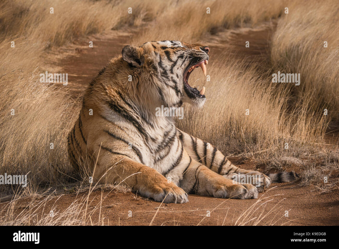Close-up side view of male tiger with its mouth open and sharp fangs clearly visible along with face profile, chest and forepaws, in natural habitat. Stock Photo