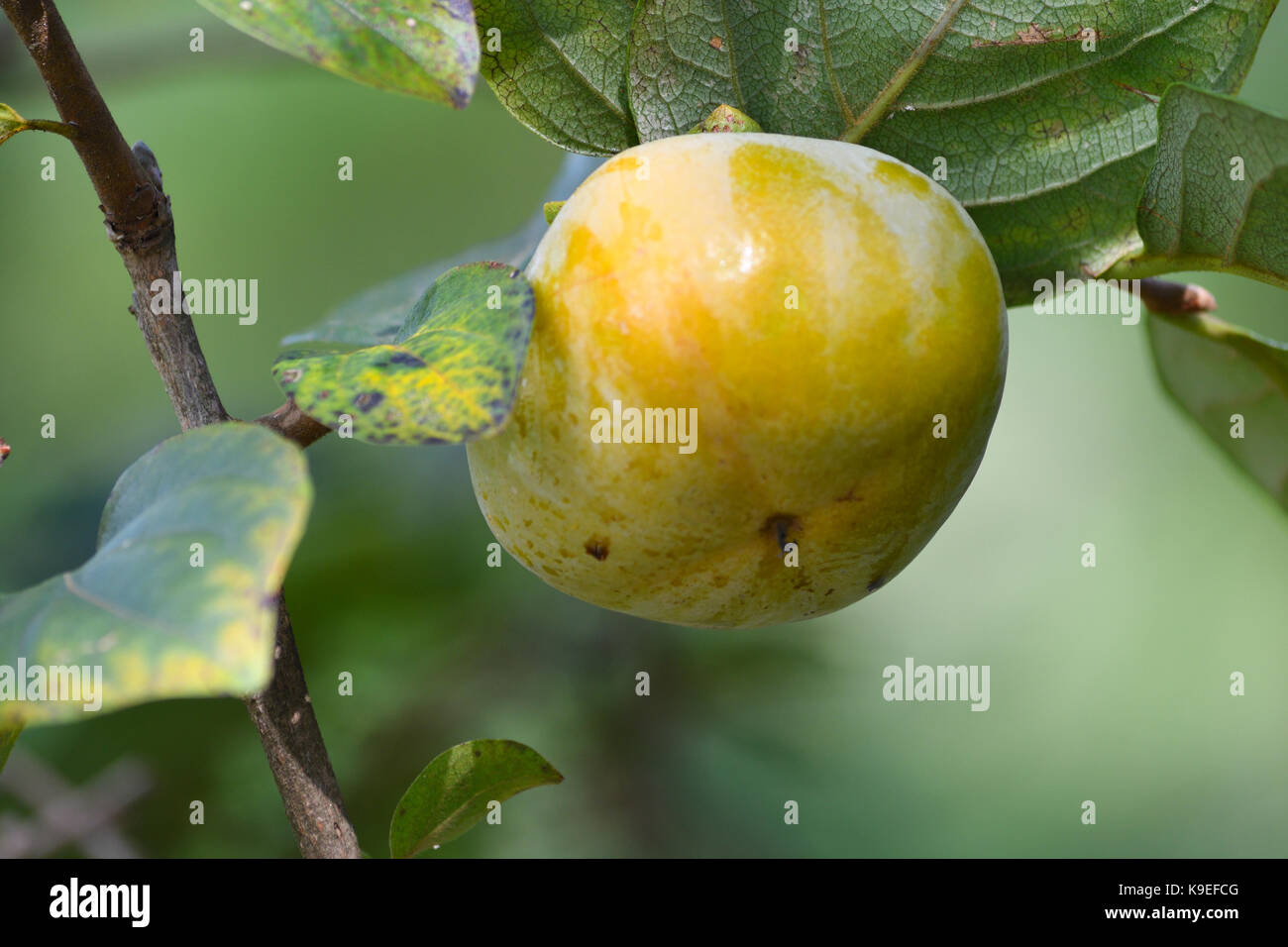 Persimmon fruit on tree Stock Photo