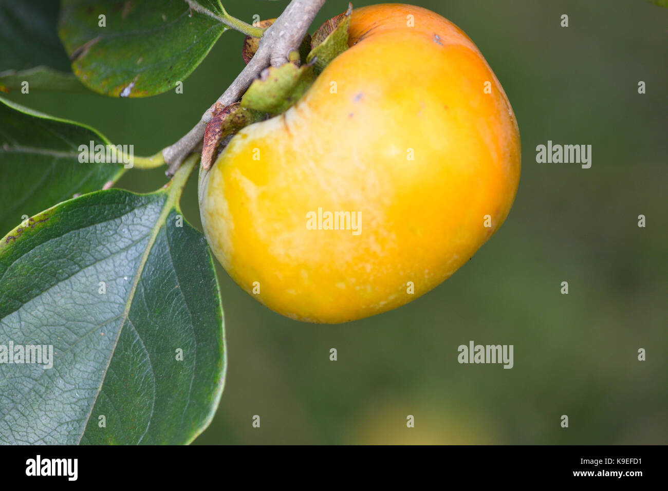Persimmon fruit on tree Stock Photo