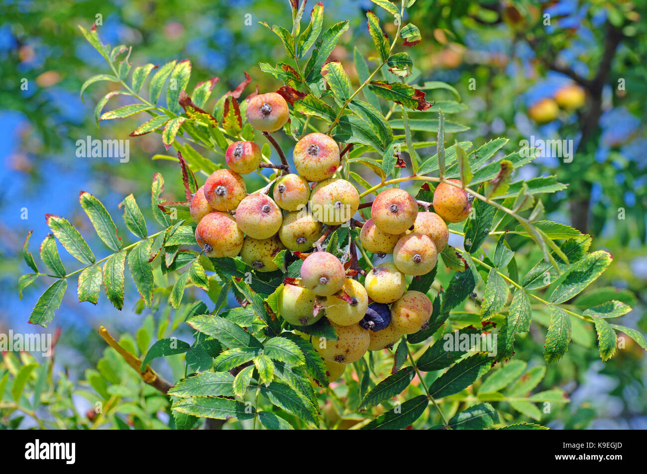fruits of Sorbus domestica, the Service-tree, from the family Rosaceae Stock Photo
