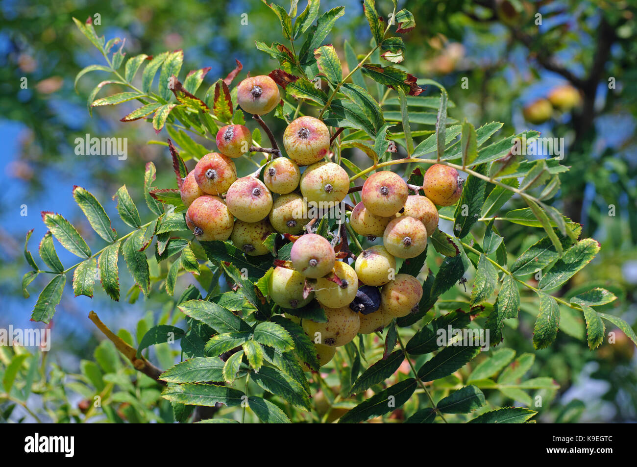 fruits of Sorbus domestica, the Service-tree, from the family Rosaceae Stock Photo