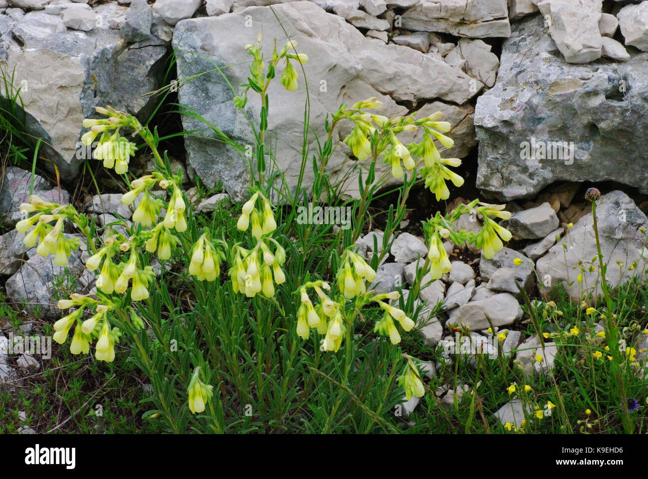 This is the wildflower Onosma echioides, the Golden Drop, family Boraginaceae Stock Photo