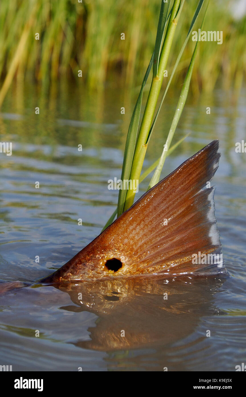 Redfish also known as red drum tailing and feeding on the shallow flats of  Port Aransas, Texas Stock Photo - Alamy
