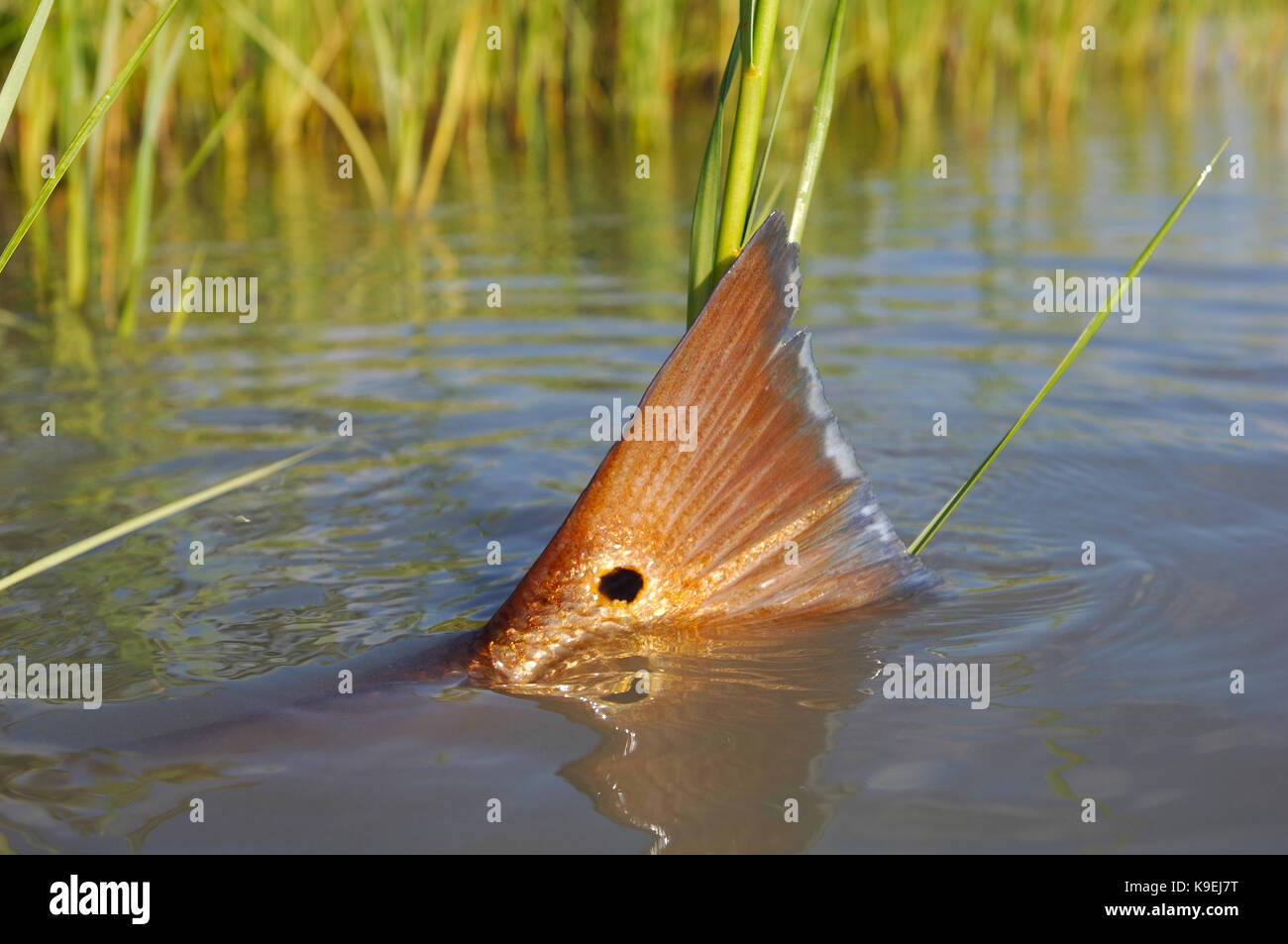 Redfish also known as red drum tailing and feeding on the shallow flats of  Port Aransas, Texas Stock Photo - Alamy