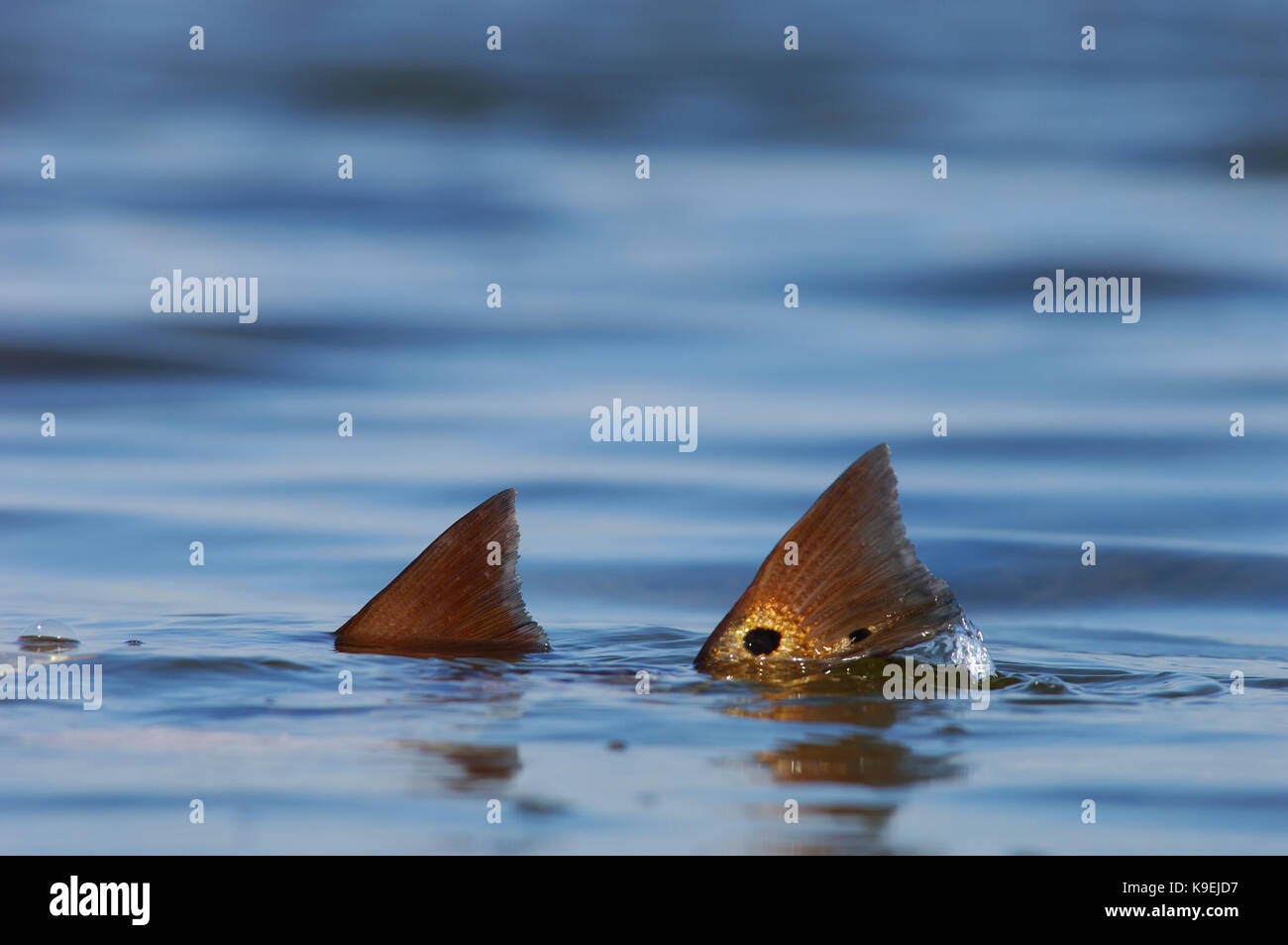 Redfish also known as red drum tailing and feeding on the shallow flats of  Port Aransas, Texas Stock Photo - Alamy