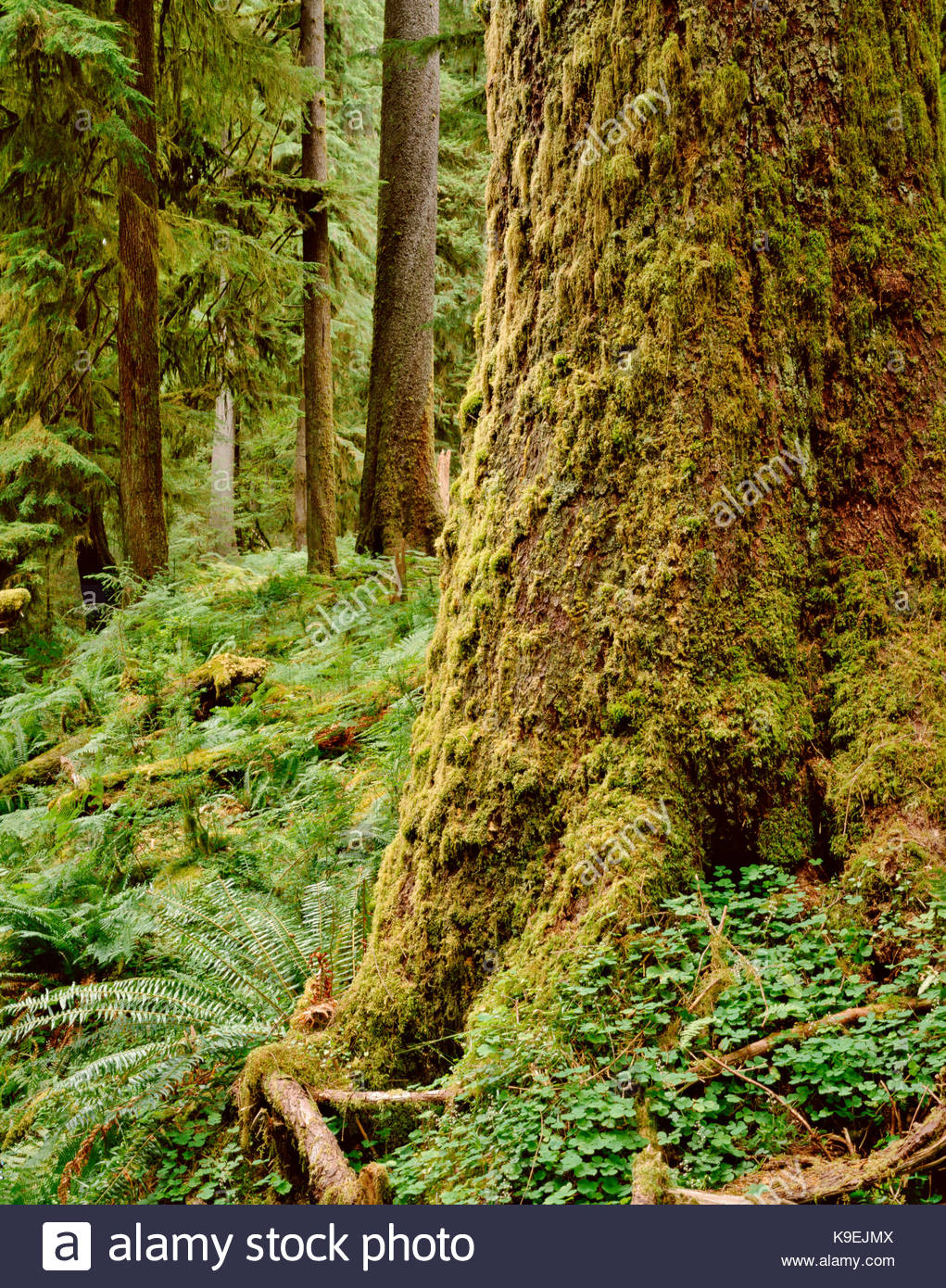 Sitka Spruce Tree Stock Photos & Sitka Spruce Tree Stock Images - Alamy