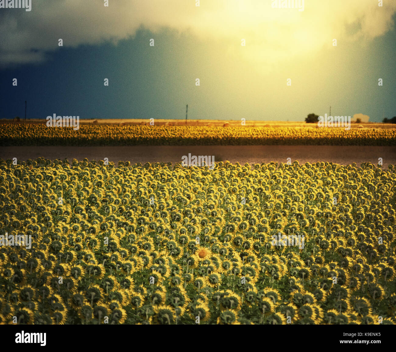 A field of sunflowers. One faces the camera Stock Photo - Alamy