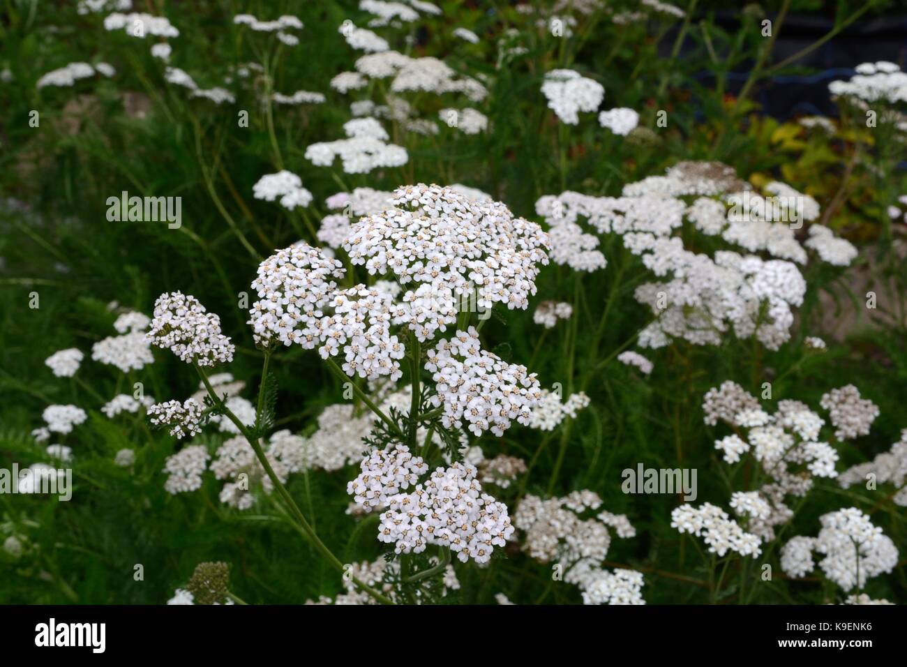 Achillea millefolium Yarrow common yarrow flowers Stock Photo